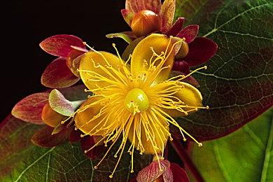 即时战略游戏《工业毁灭》Steam页面 年内发售